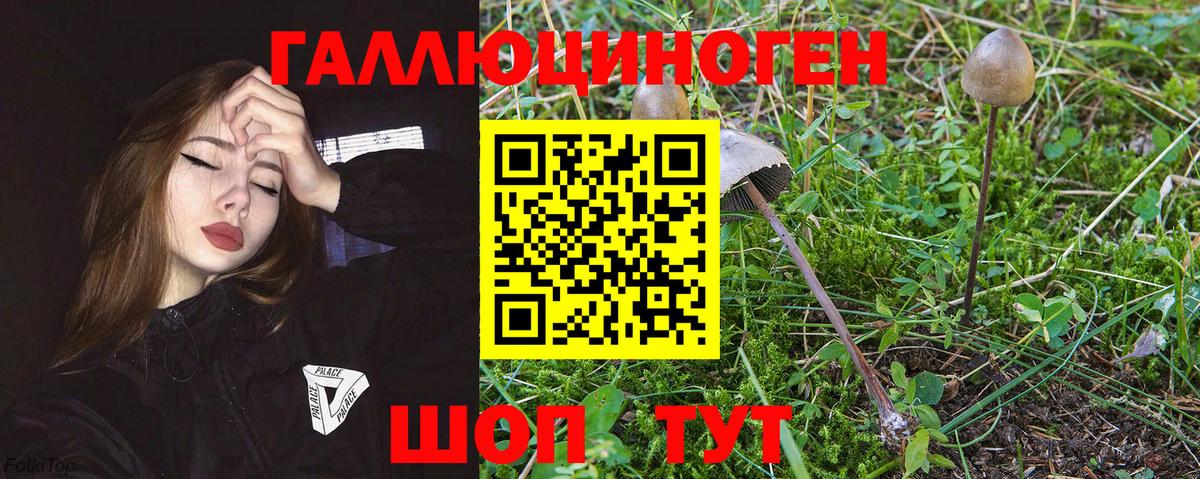 Вологда  Галлюциногенные грибы Cubensis  Вход с VPN 